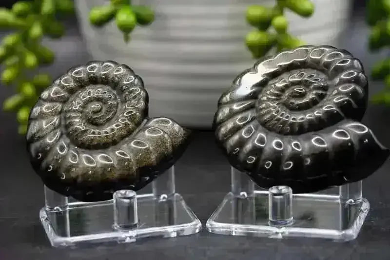 Gold Sheen Obsidian Spiral Shell Carving - Root Chakra - My Crystal Addiction