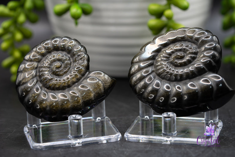 Gold Sheen Obsidian Spiral Shell Carving - Root Chakra - My Crystal Addiction