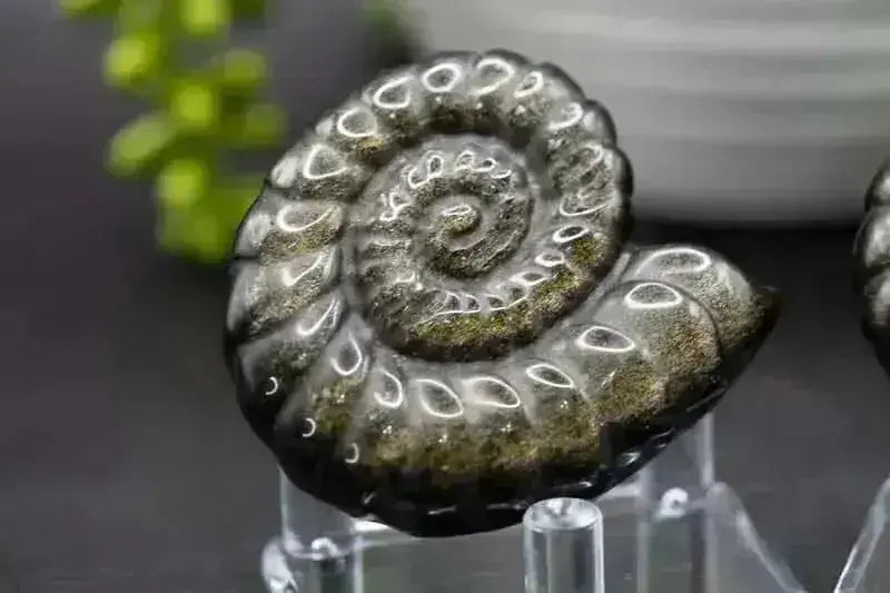 Gold Sheen Obsidian Spiral Shell Carving - Root Chakra - My Crystal Addiction