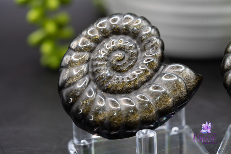 Gold Sheen Obsidian Spiral Shell Carving - Root Chakra - My Crystal Addiction