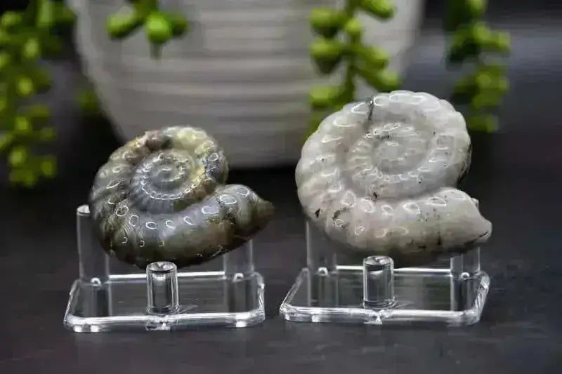 Labradorite Carving - Shell - My Crystal Addiction