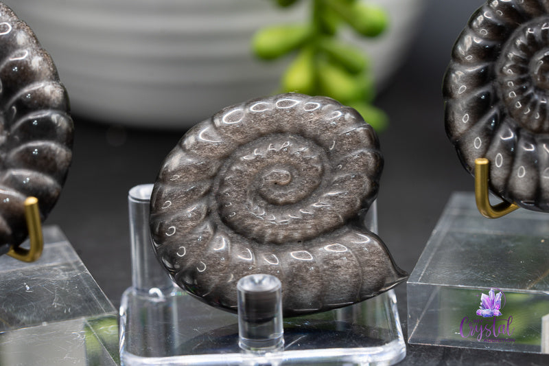 Silver Sheen Obsidian Spiral Shell Carving - 1.5 in - Root Chakra - My Crystal Addiction