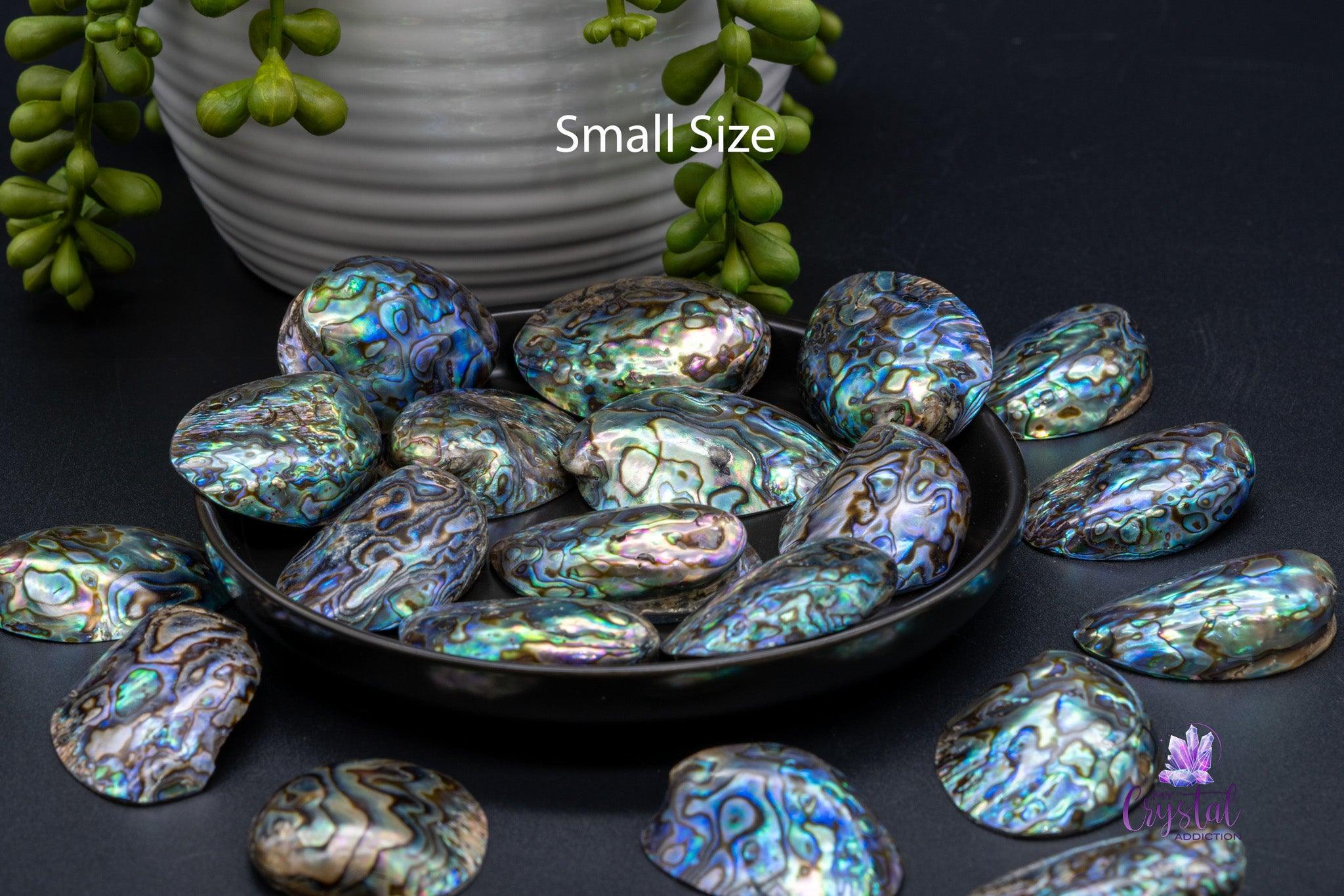 Paua / Abalone Shell from New Zealand - Small Size - My Crystal Addiction