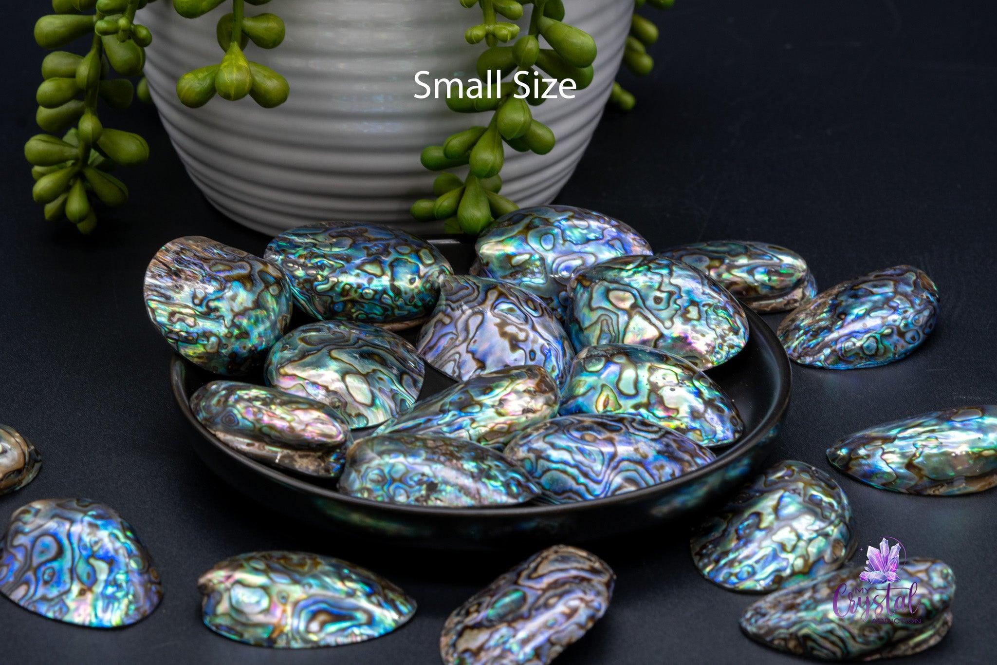 Paua / Abalone Shell from New Zealand - Small Size - My Crystal Addiction