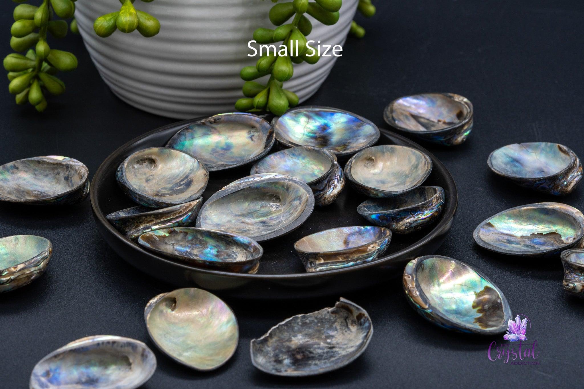 Paua / Abalone Shell from New Zealand - Small Size - My Crystal Addiction