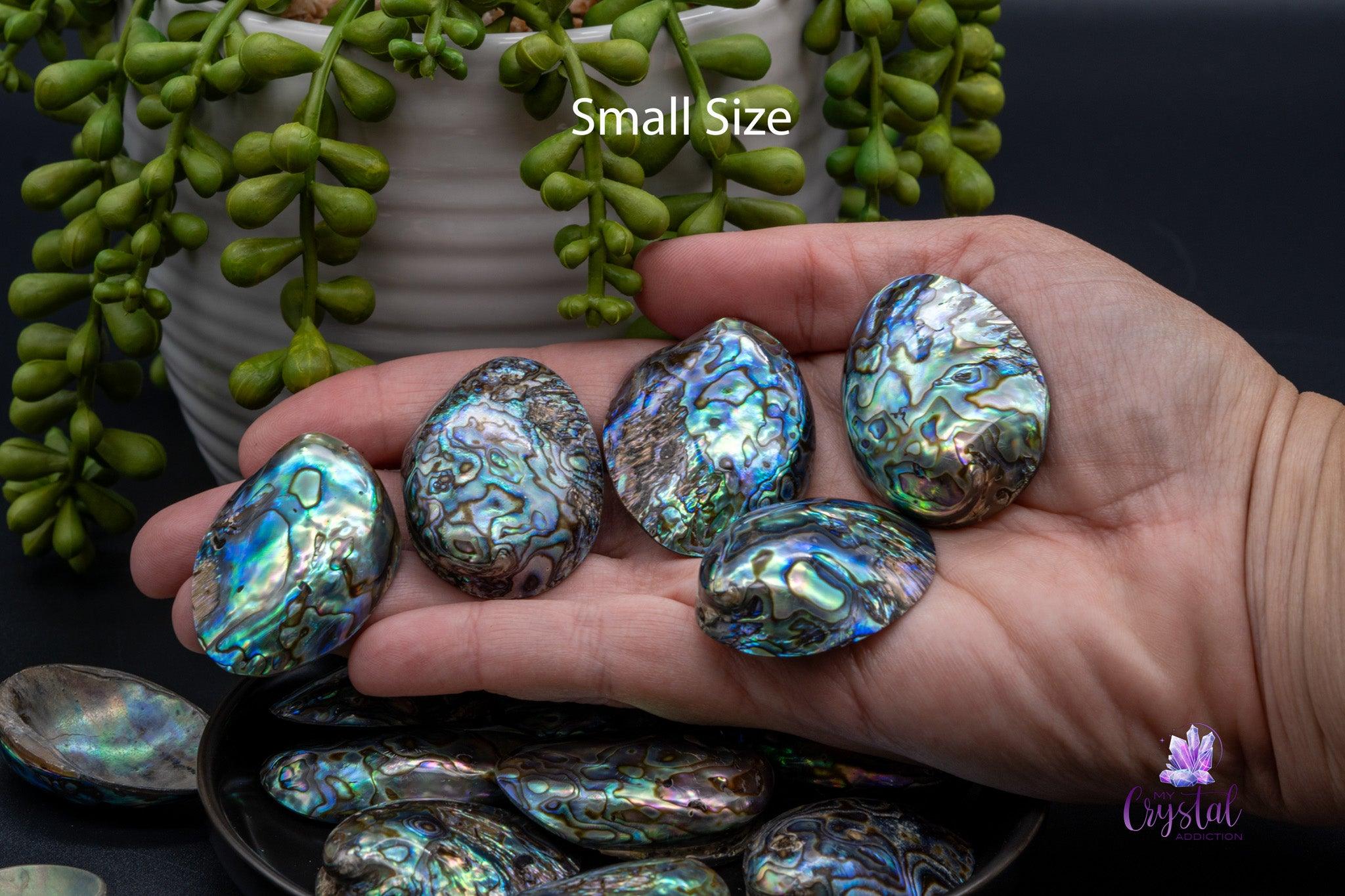 Paua / Abalone Shell from New Zealand - Small Size - My Crystal Addiction