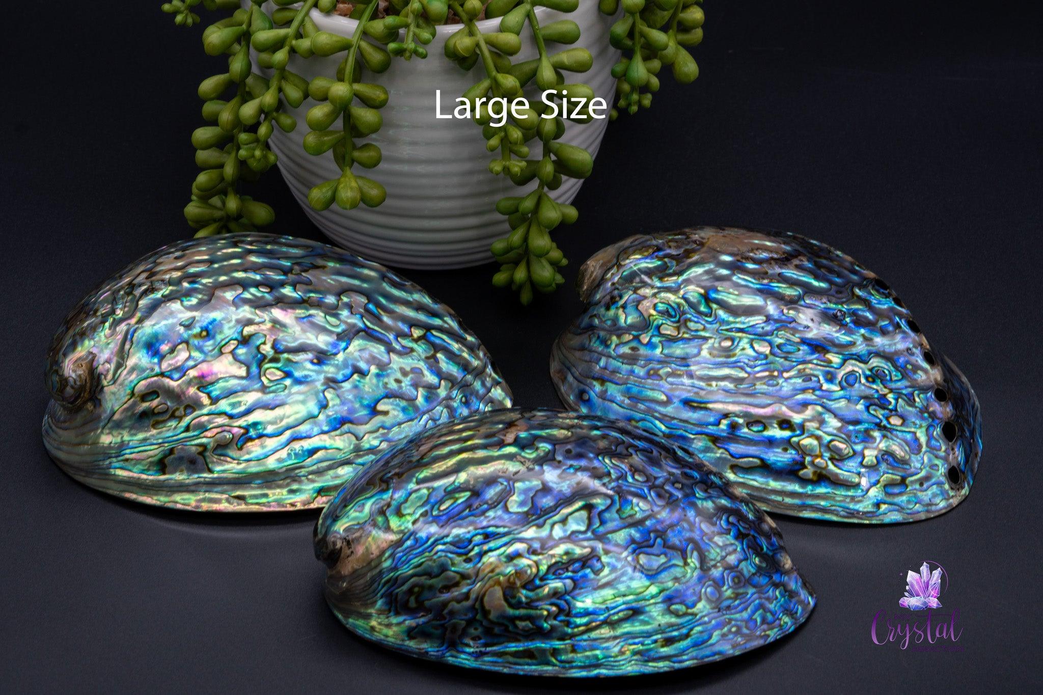 Paua / Abalone Shell from New Zealand - Large Size - My Crystal Addiction