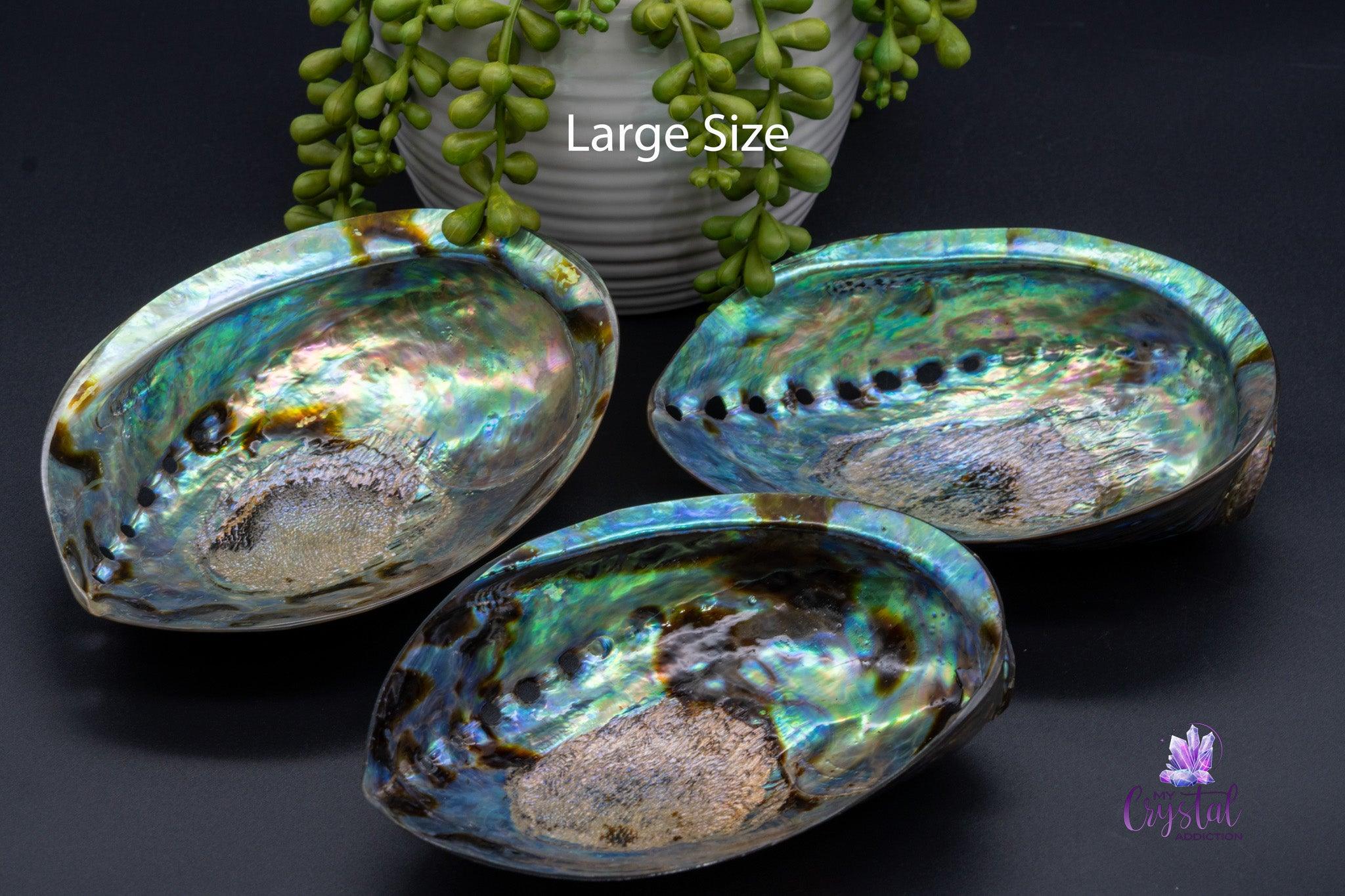 Paua / Abalone Shell from New Zealand - Large Size - My Crystal Addiction