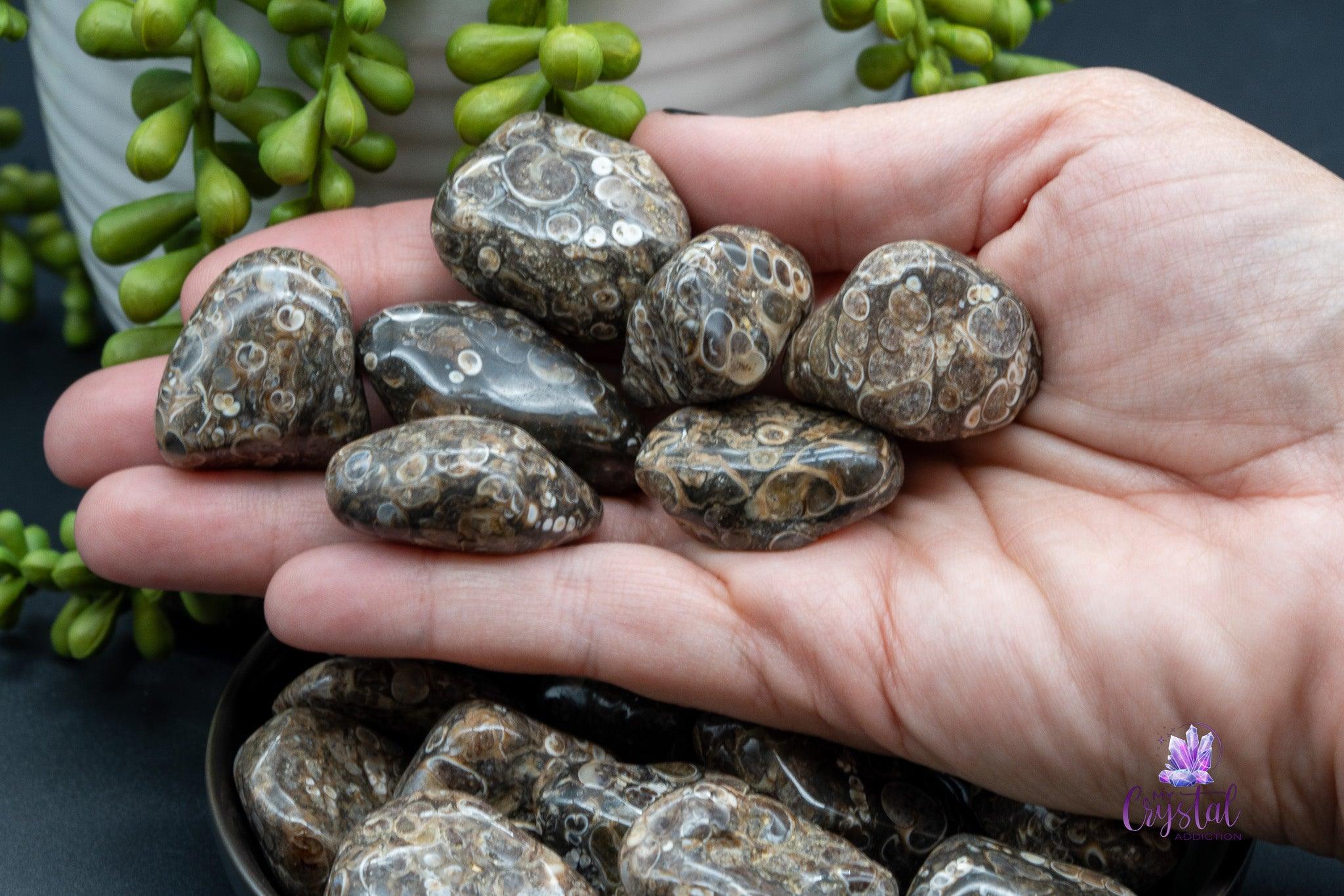 Turritella Agate Tumbles - My Crystal Addiction