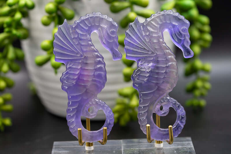 Fluorite Carving - Purple Seahorse - 3" - My Crystal Addiction