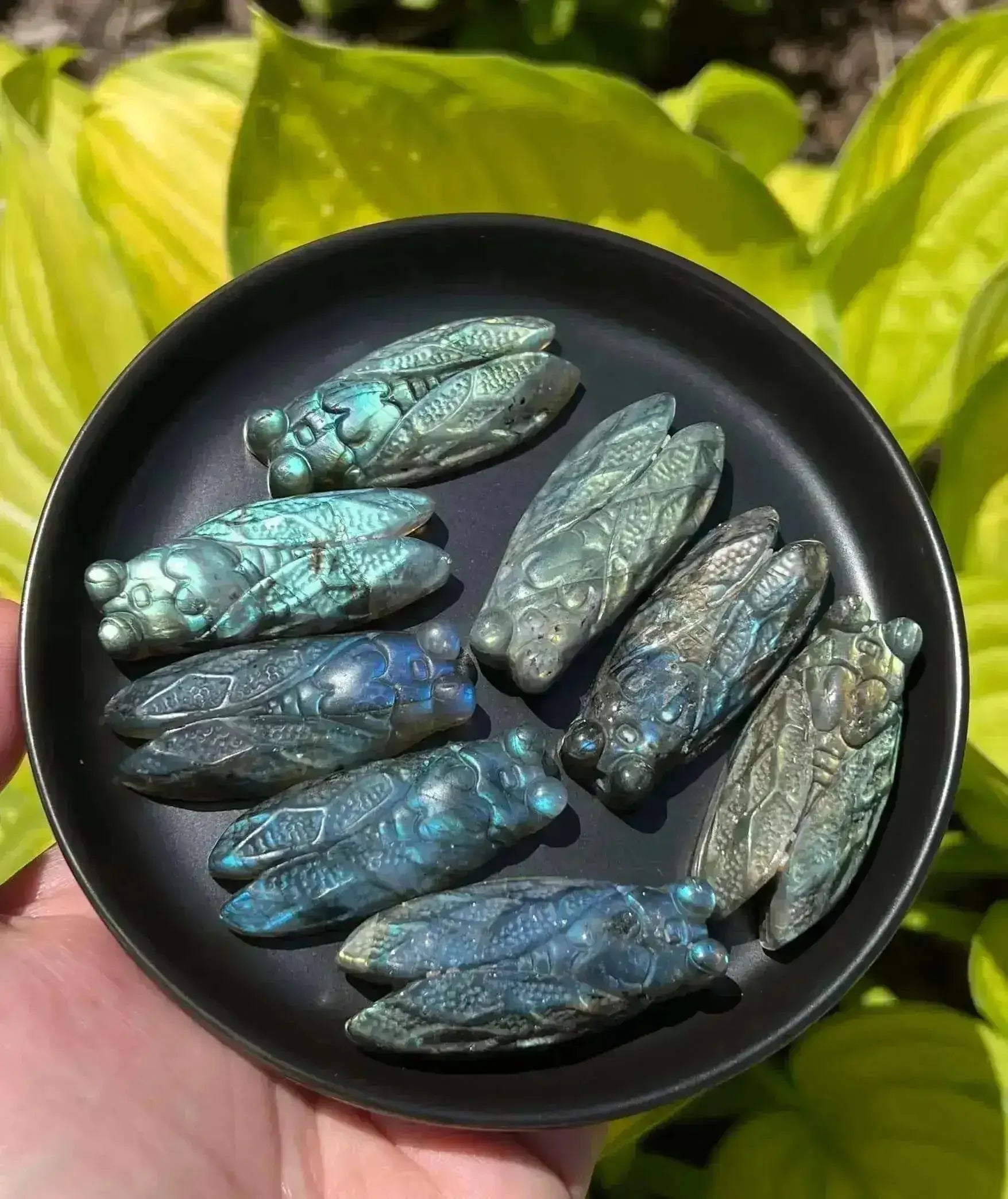 Labradorite Cicada Carving - Throat Chakra - My Crystal Addiction