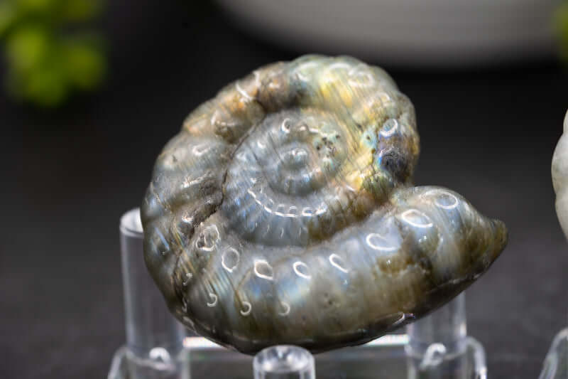 Labradorite Carving - Shell - My Crystal Addiction