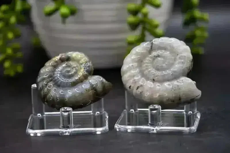 Labradorite Spiral Shell Carving - Throat Chakra - My Crystal Addiction