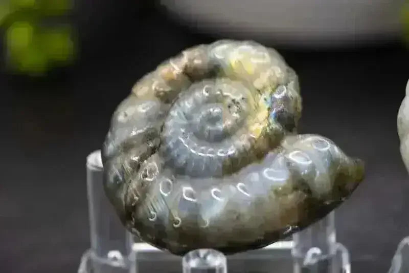 Labradorite Spiral Shell Carving - Throat Chakra - My Crystal Addiction
