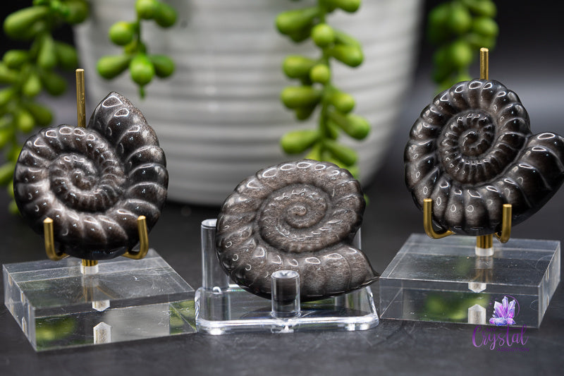 Silver Sheen Obsidian Spiral Shell Carving - 1.5 in - Root Chakra - My Crystal Addiction