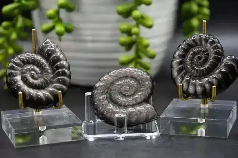 Silver Sheen Obsidian Spiral Shell Carving - Root - My Crystal Addiction