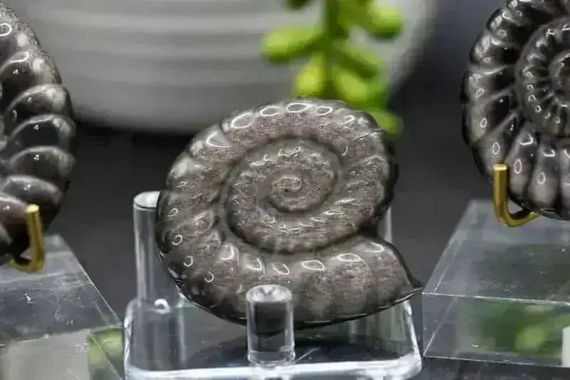Silver Sheen Obsidian Spiral Shell Carving - Root - My Crystal Addiction