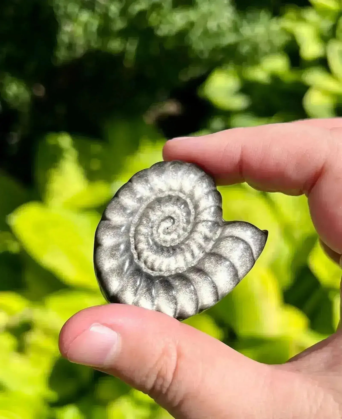 Silver Sheen Obsidian Spiral Shell Carving - Root - My Crystal Addiction